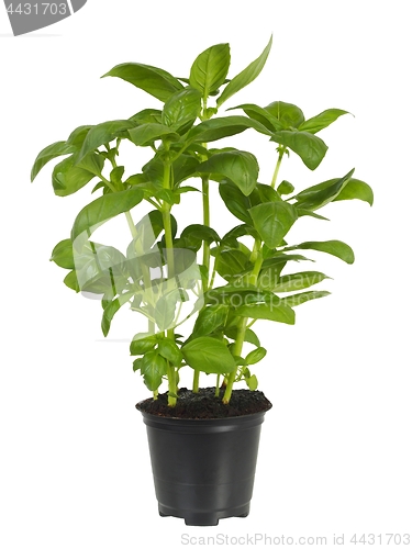 Image of Basil plant in flower pot