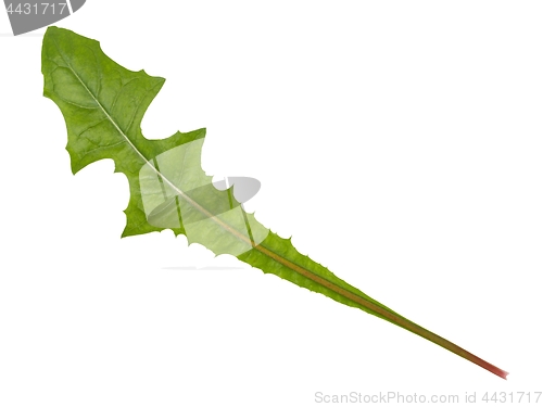 Image of Green dandelion leaf