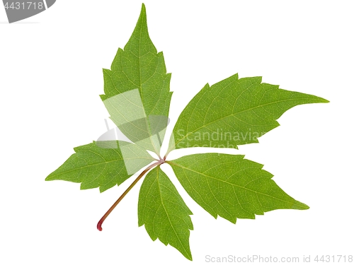 Image of Spring yellow leaf