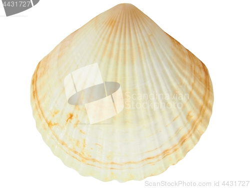 Image of Seashell on white