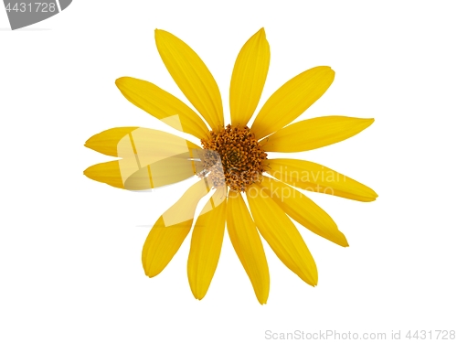 Image of Yellow flower on white