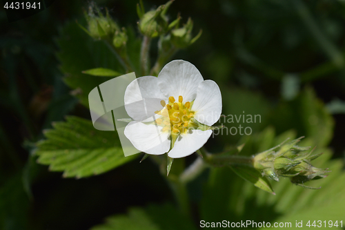 Image of Wild strawberry flower