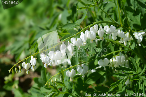 Image of Bleeding heart