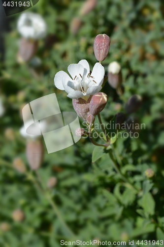 Image of Sea campion flower