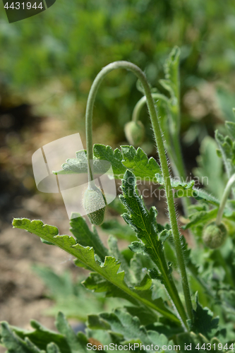 Image of Atlas poppy bud