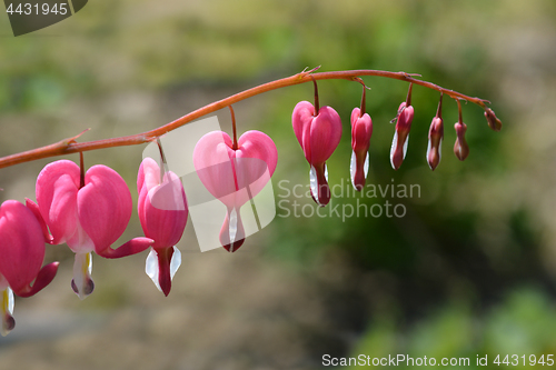 Image of Bleeding heart