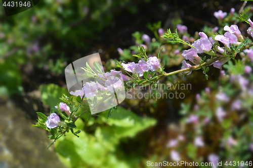 Image of Purple broom