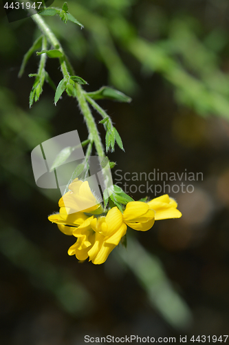 Image of Spanish Gorse