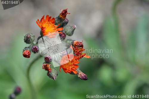 Image of Orange hawkweed