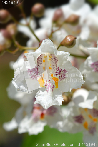 Image of Southern catalpa