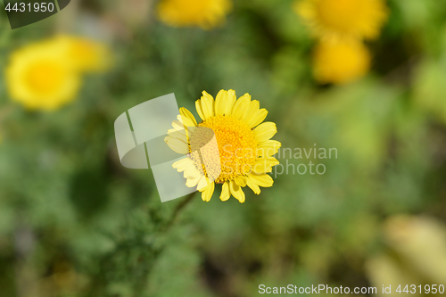 Image of Golden marguerite