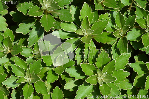 Image of Gold and silver chrysanthemum