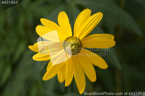 Image of Cutleaf coneflower