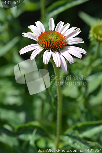 Image of Pink coneflower