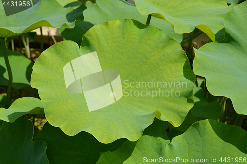 Image of Green leaf