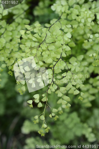 Image of Delta maidenhair fern