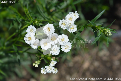 Image of White tansy