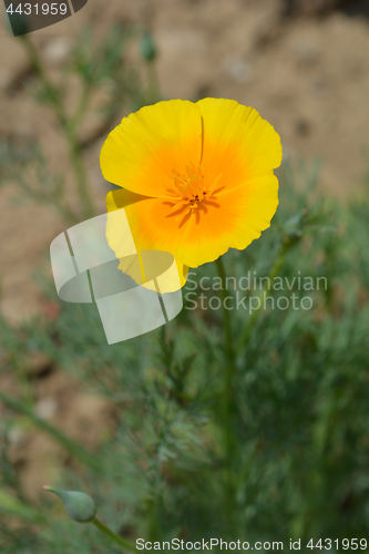 Image of Golden poppy flower