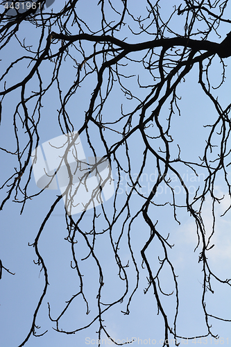 Image of Tree branches