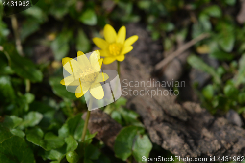 Image of Lesser celandine