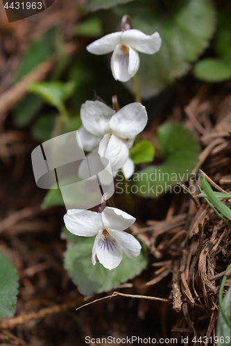 Image of Wood violet