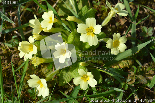 Image of Common primrose