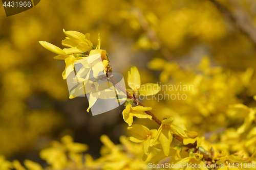 Image of Yellow forsythia flowers