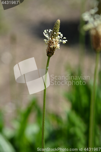 Image of Ribwort plantain