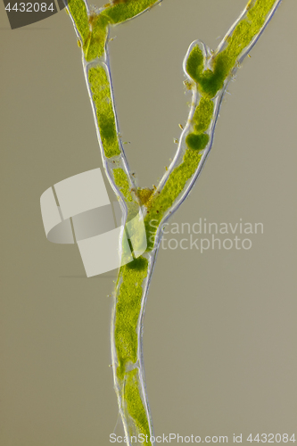 Image of Microscopic view of green algae (Cladophora) forked branch