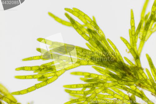 Image of Microscopic view of green algae (Cladophora)