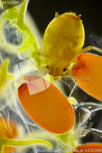 Image of Microscopic view of female Aphid on shepherd's purse (Capsella b