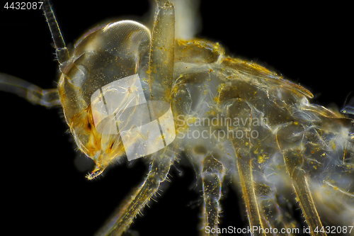 Image of Microscopic view of mayfly larva (naiad, nymph) empty skin