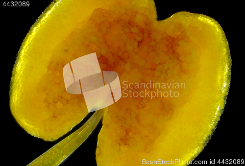 Image of Microscopic view of Wild Rose (Rosa canina) flower stamen