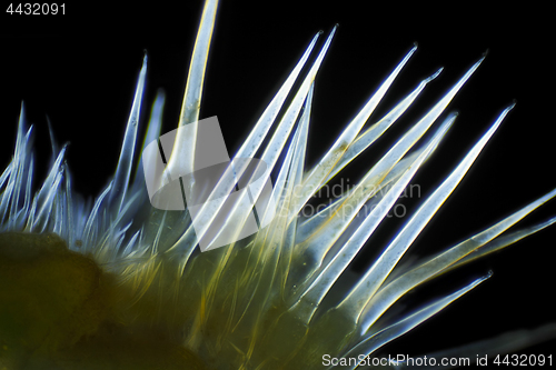 Image of Microscopic view of Common nettle (Urtica dioica) defensive hair