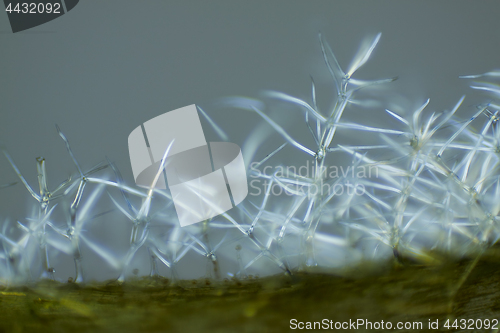 Image of Microscopic view of Common mullein (Verbascum thapsus) trichomes