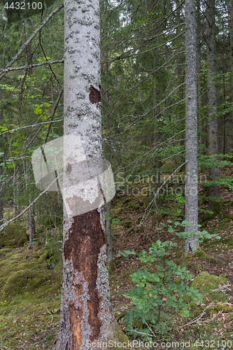 Image of Spruce tree destroyed by insects