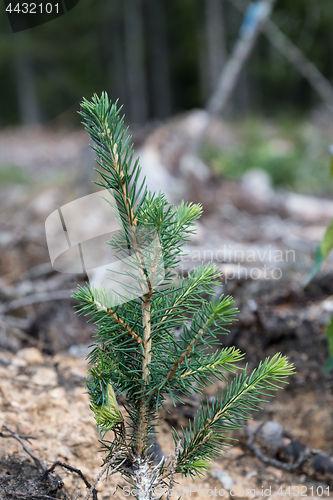 Image of Spruce plant newly planted