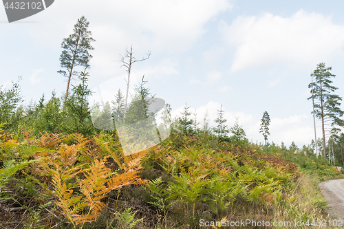 Image of Colorful forest landscape