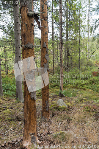 Image of Spruce trees damaged by insects