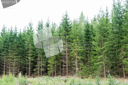 Image of Lush spruce tree forest