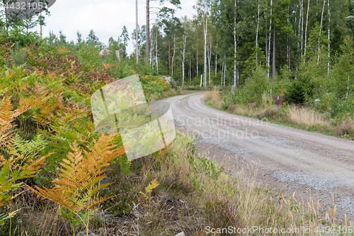 Image of Colorful roadside in the forest