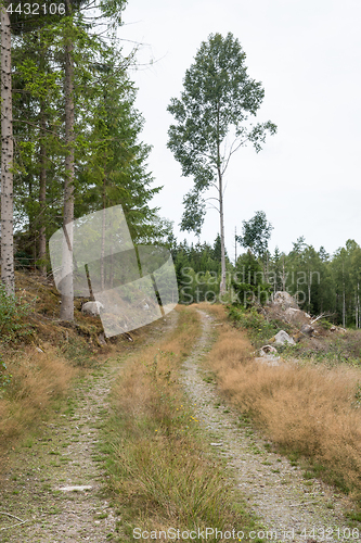 Image of Winding forest dirt road