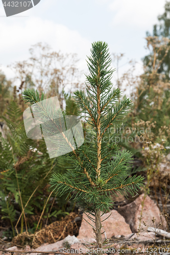 Image of Growing young spruce plant