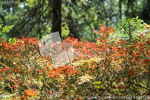 Image of Colorful blueberry twigs