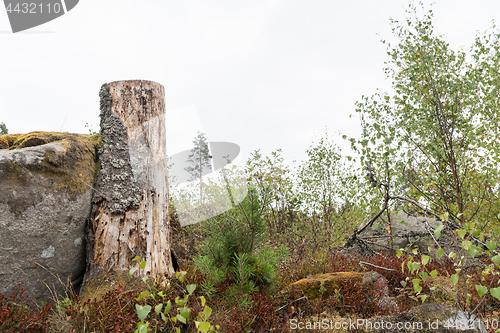 Image of Old tree stump by a rock