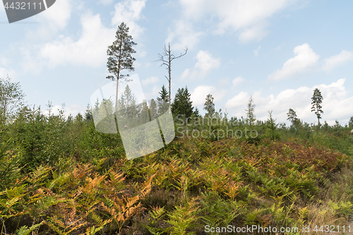 Image of Colorful bracken plants in the forest