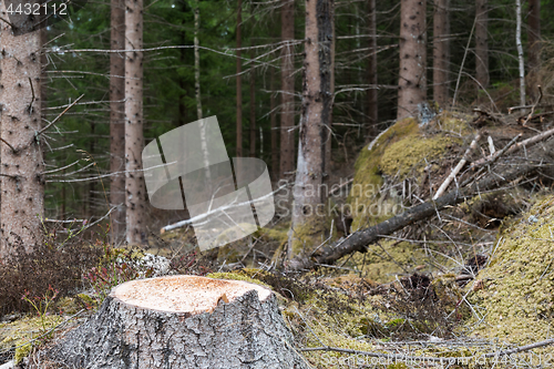 Image of Newly cut spruce tree stump