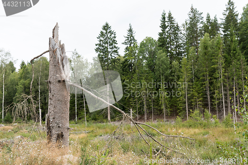 Image of Broken high tree stump