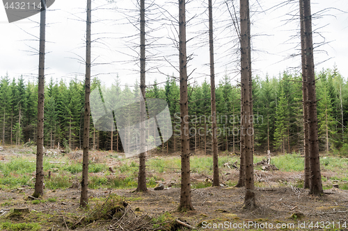 Image of Spruce tree forest in different ages