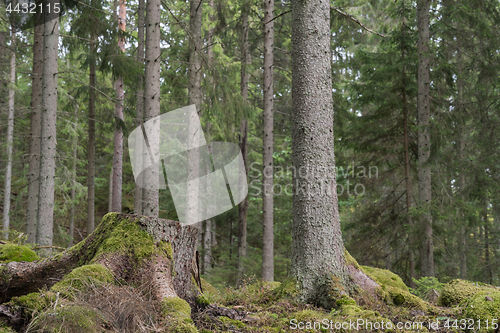 Image of Mossy tree stump